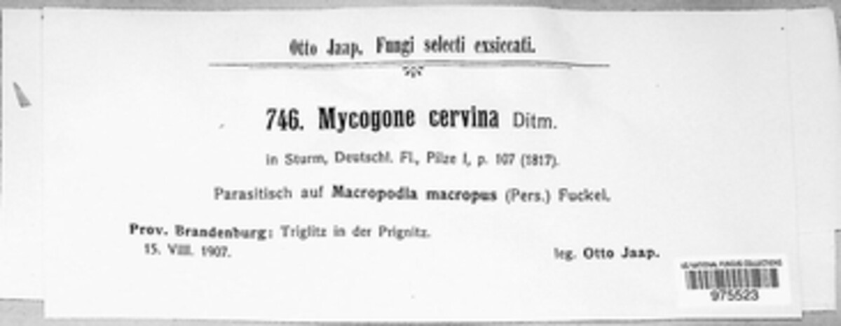 Hypomyces cervinus image